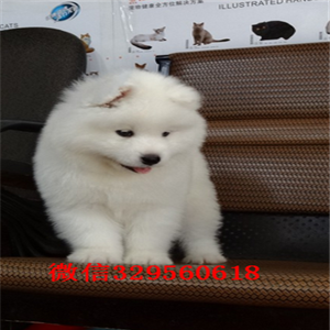 武汉哪里有卖纯种萨摩耶萨摩耶多少钱出售极品萨摩耶幼犬出售家养萨摩耶宝宝