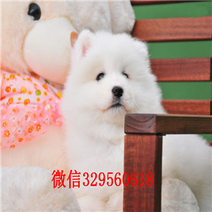 荆州哪里能买到纯种萨摩耶萨摩耶价格双血统赛级萨摩耶多少钱高品质澳版萨摩耶