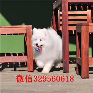 潍坊哪里能买到纯种萨摩耶萨摩耶价格出售萨摩耶公母都有萨摩耶活体