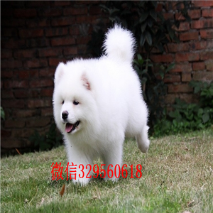 铜陵出售纯种白色萨摩耶萨摩耶多少钱赛级萨摩耶幼犬出售打完疫苗证书齐全
