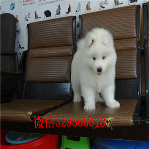 北海哪里能买到纯种萨摩耶萨摩耶多少钱出售萨