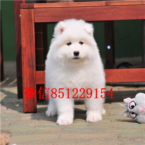齐齐哈尔犬舍出售极品萨摩耶疫苗驱虫已做