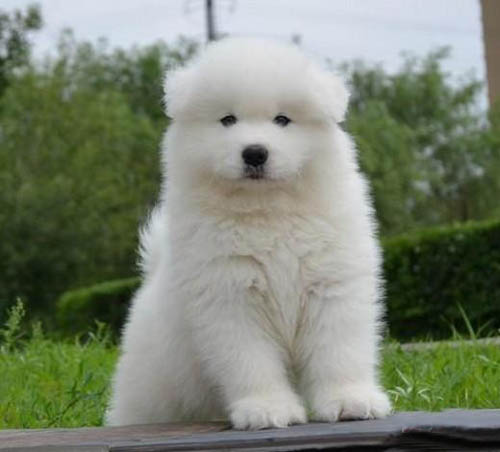 东莞去哪里买狗好 东莞萨摩耶价格多少 萨摩耶哪里有卖