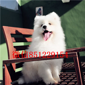 顶级优秀犬舍出售宁波萨摩耶 纯正微笑天使澳