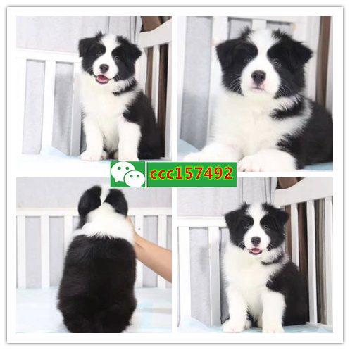 深圳哪里买狗狗较好,深圳哪里有狗市场