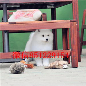 顶级优秀犬舍出售宁波萨摩耶 纯正微笑天使澳版血统纯