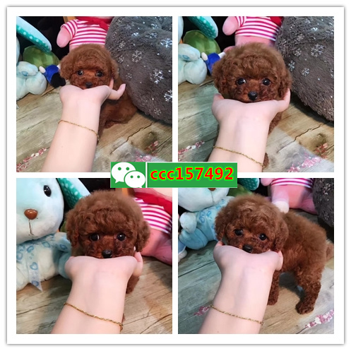 深圳哪里买狗狗较好,深圳哪里有狗市场