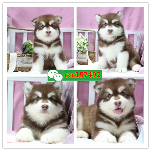 深圳哪里买狗狗较好,深圳哪里有狗市场