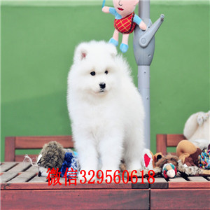 哈尔滨哪里有卖萨摩耶 萨摩耶多少钱 血统纯 包健康