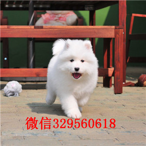 深圳买狗哪里好 罗湖区哪里有萨摩耶卖 萨摩耶多少钱一只