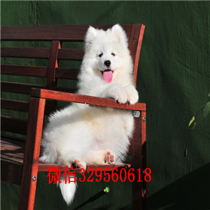 沈阳哪里有卖萨摩耶 萨摩耶多少钱 血统纯 包