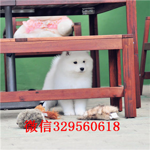哈尔滨哪里有卖萨摩耶 萨摩耶多少钱 血统纯 包健康
