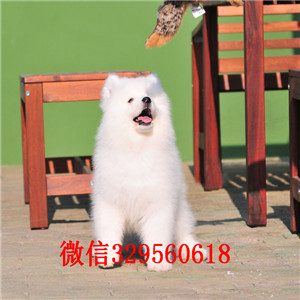 宁波哪里有卖纯种萨摩耶幼犬多少钱一只 萨摩
