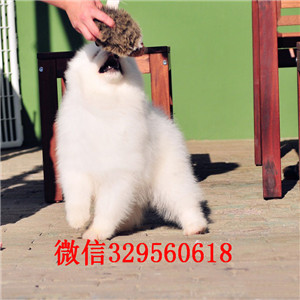 佳木斯哪里有卖萨摩耶 萨摩耶多少钱 血统纯 