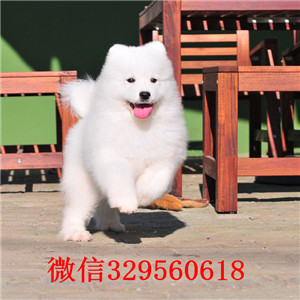 铜陵犬舍出售纯种萨摩耶纯种微笑天使萨摩耶萨摩耶能长多大哪里出售萨摩耶