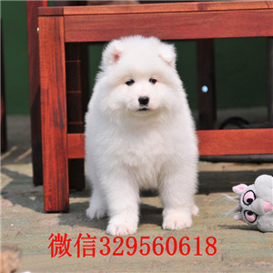 酉阳纯种高品质萨摩耶幼犬萨摩多少钱一只萨摩耶能长多大哪卖纯种萨摩多少钱