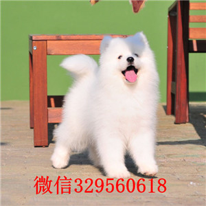 白山犬舍出售纯种萨摩耶哪里有萨摩养殖基地赛