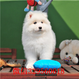 内江纯种高品质萨摩耶幼犬哪里有萨摩养殖基地赛级萨摩耶哪卖纯种萨摩多少钱