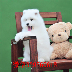 扬州犬舍出售纯种萨摩耶纯种微笑天使萨摩耶赛级萨摩耶大骨架萨摩耶犬毛色雪白无泪痕