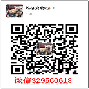 滨州犬舍出售纯种萨摩耶纯种微笑天使萨摩耶纯