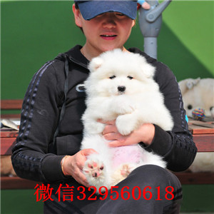 奉节犬舍出售纯种萨摩耶萨摩多少钱一只赛级萨