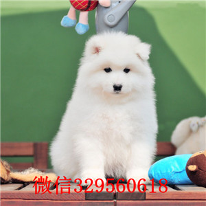 内江纯种高品质萨摩耶幼犬哪里有萨摩养殖基地赛级萨摩耶哪卖纯种萨摩多少钱