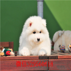 大足犬舍出售纯种萨摩耶萨摩多少钱一只赛级萨摩耶哪有卖萨摩耶的犬舍