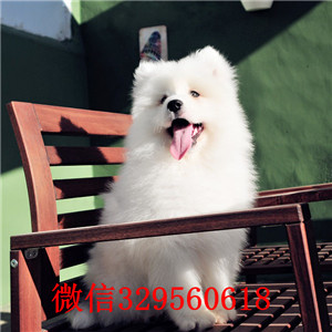 眉山纯种高品质萨摩耶幼犬纯种微笑天使萨摩耶萨摩耶图片哪有卖萨摩耶的犬舍