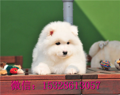 抚顺哪里的萨摩耶便宜萨摩耶幼犬价格萨摩耶幼