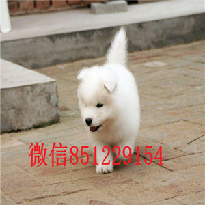 南昌哪里卖萨摩耶，萨摩耶多少钱，健康保证