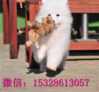 临汾哪里的萨摩耶便宜微笑天使萨摩耶幼犬萨摩