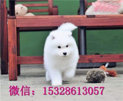 铜川哪里能买到健康萨摩耶微笑天使萨摩耶幼犬赛级萨摩耶哪里有萨摩耶繁殖基地