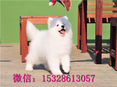齐齐哈尔哪里有萨摩耶出售萨摩耶幼犬价格赛级