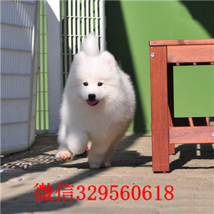 山东潍坊犬舍出售纯种萨摩耶萨摩耶多少钱一只精品微笑天使萨摩耶可爱赛季萨摩耶