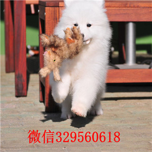 重庆酉阳哪里有卖萨摩耶纯种萨摩耶一只多少钱精品萨摩耶幼犬售双血统萨摩耶多少钱