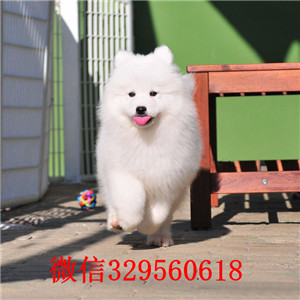 重庆黔江哪里有卖萨摩耶纯种萨摩耶一只多少钱高品质熊版萨摩幼犬萨摩价格