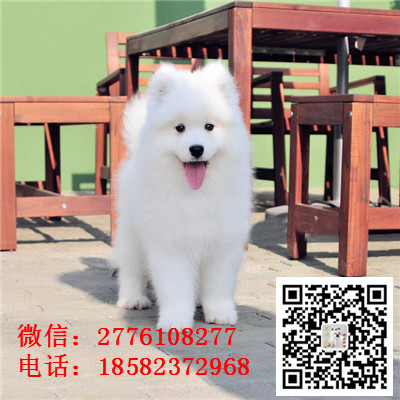 长春哪里有纯种萨摩耶出售 微笑天使萨摩耶哪
