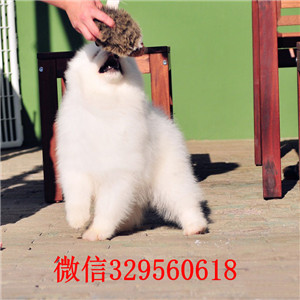 吉林吉林犬舍出售纯种萨摩耶萨摩耶多少钱一只高品质熊版萨摩幼犬萨摩价格