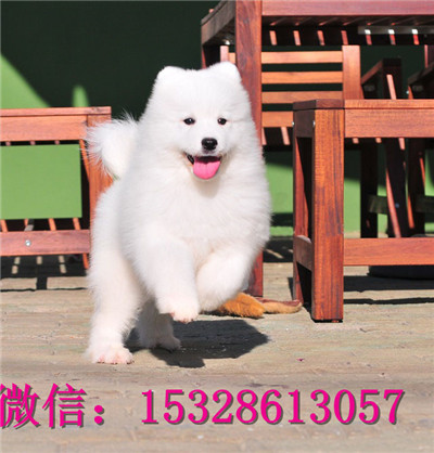 佳木斯哪里能买到萨摩耶纯白色萨摩耶价格萨摩耶幼犬健康保证萨摩耶繁殖基地