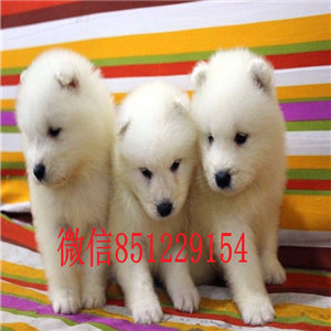 南昌哪里卖萨摩耶，萨摩耶多少钱，健康保证