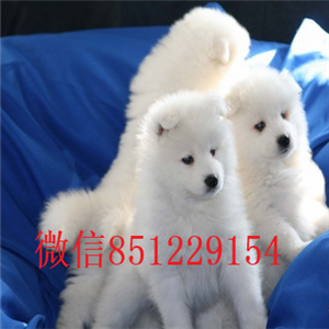 南昌哪里卖萨摩耶，萨摩耶多少钱，健康保证