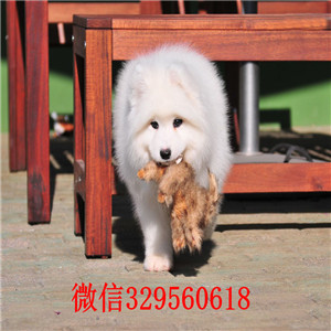重庆荣昌犬舍出售纯种萨摩耶萨摩耶多少钱高品