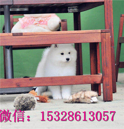 常州哪里能买到健康萨摩耶微笑天使萨摩耶幼犬