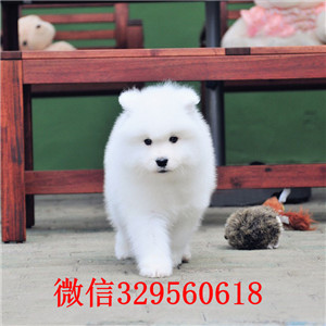黑龙江佳木斯犬舍出售纯种萨摩耶萨摩耶价格多少精品微笑天使萨摩耶萨摩价格