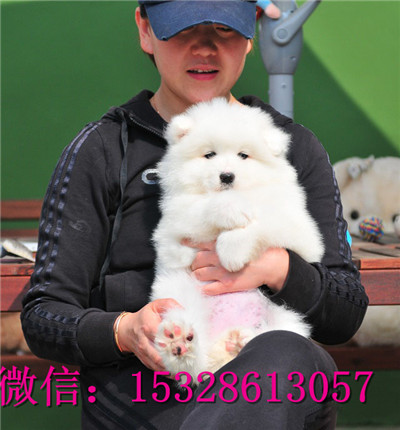 琼中哪里有萨摩耶出售微笑天使萨摩耶幼犬赛级