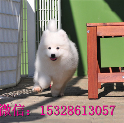 佳木斯哪里能买到萨摩耶纯白色萨摩耶价格萨摩耶幼犬健康保证萨摩耶繁殖基地