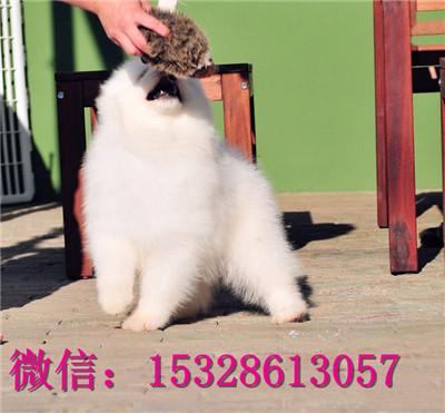 佳木斯哪里能买到萨摩耶纯白色萨摩耶价格萨摩耶幼犬健康保证萨摩耶繁殖基地