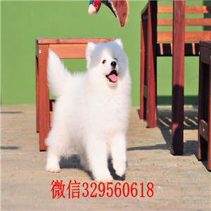  重庆培陵萨摩耶微笑天使哪里出售 萨摩耶雪橇犬图片 白色的狗