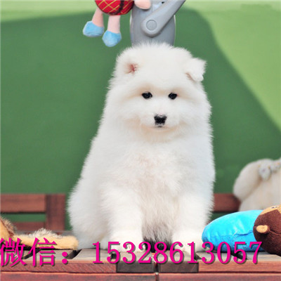 临汾哪里的萨摩耶便宜微笑天使萨摩耶幼犬萨摩耶雪橇犬幼犬三针疫苗驱虫已做