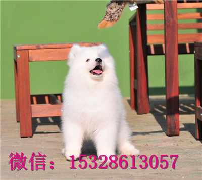 沈阳哪里有卖萨摩耶 纯种萨摩耶多少钱 赛级萨摩耶幼犬图片
